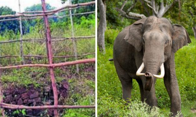 These Simple Bamboo Fences are Saving Elephants from Dying In Wells