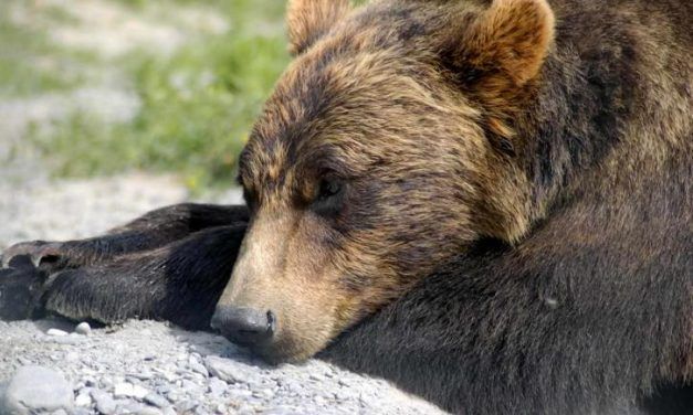 Wyoming Is About to Allow Trophy Hunting of Grizzly Bears – Your Action Needed
