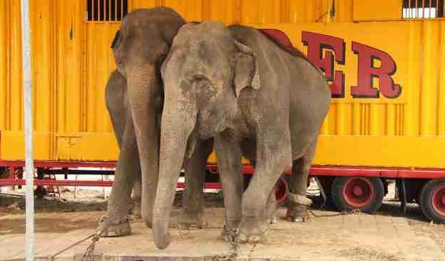 Victory! Stardust Circus Drops its Cruel Elephant Act