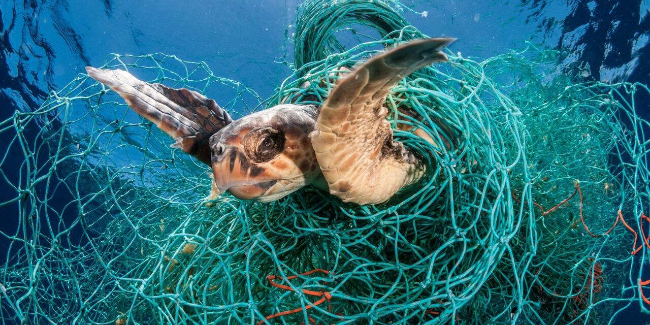 turtle stuck in net