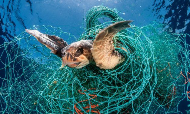 Fishing Industry ‘Ghost Gear’ is Killing Millions of Marine Mammals