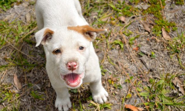 New Domestic Violence Shelter in Queens Will Help Save People And their Pets