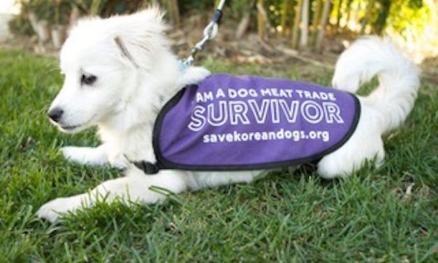 Puppy Rescued from S. Korean Dog Meat Farm is Becoming a Trained Therapy Dog