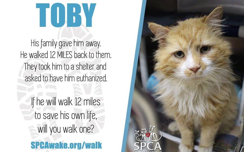 Toby cat rescue