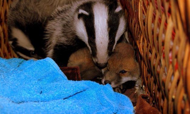 Fox Cub Abandoned in Cardboard Box ‘Adopted’ by Orphaned Badger Babies