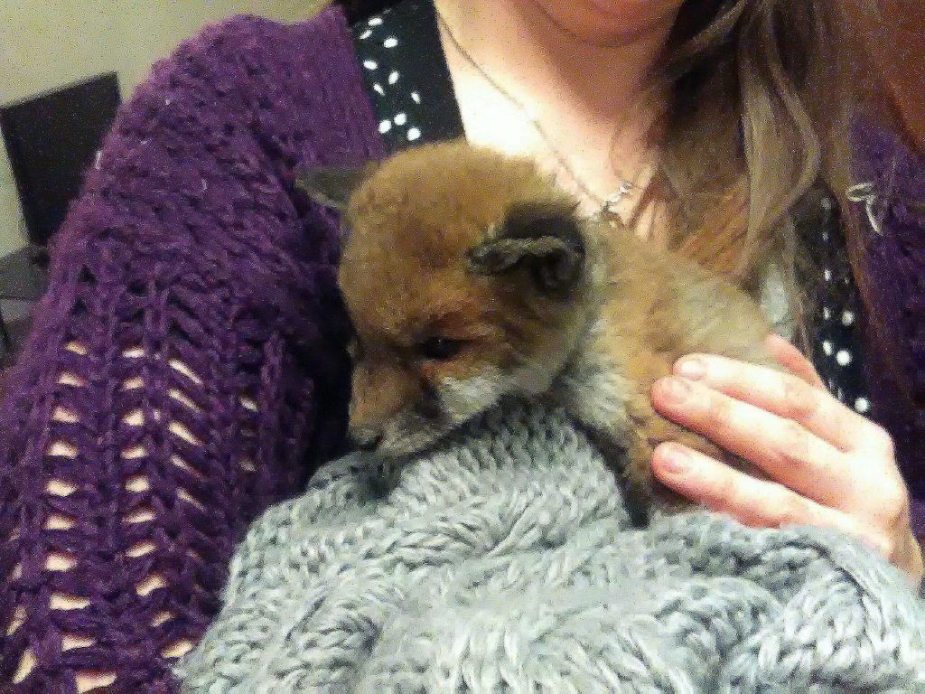 Fox Cub Abandoned in Cardboard Box 'Adopted' by Orphaned Badger Babies