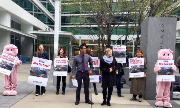 Activists Deliver 250,000 Petition Signatures to USDA to Stop High-Speed Pig Slaughter