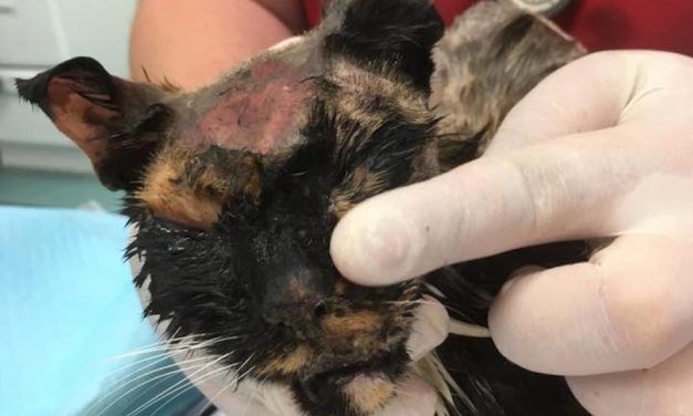 SIGN: Justice for Trusting Cat Brutally Attacked with Battery Acid