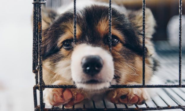 SIGN: Ban Killing Dogs and Cats for Meat in the US