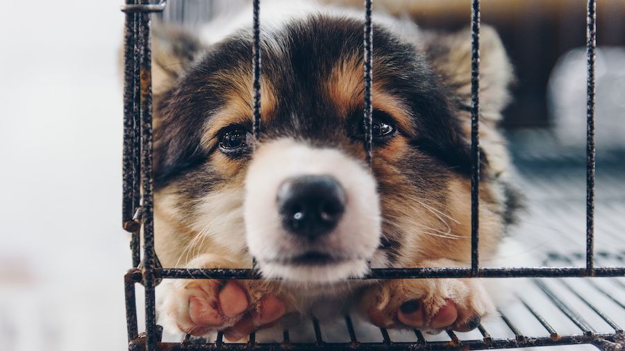 SIGN: Ban Killing Dogs and Cats for Meat in the US