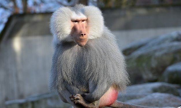Four Baboons Escape Texas Research Lab