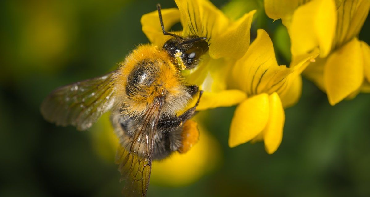 bee, pollination