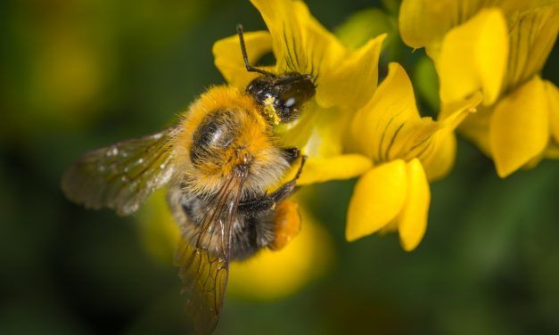 Bee-harming Pesticides Banned by the EU