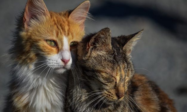 Iowa City Ends Police Shooting of Cats, Seeks More Humane Solution