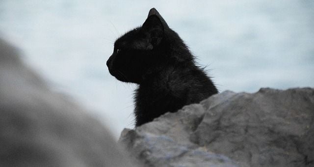black cat silhouette photography