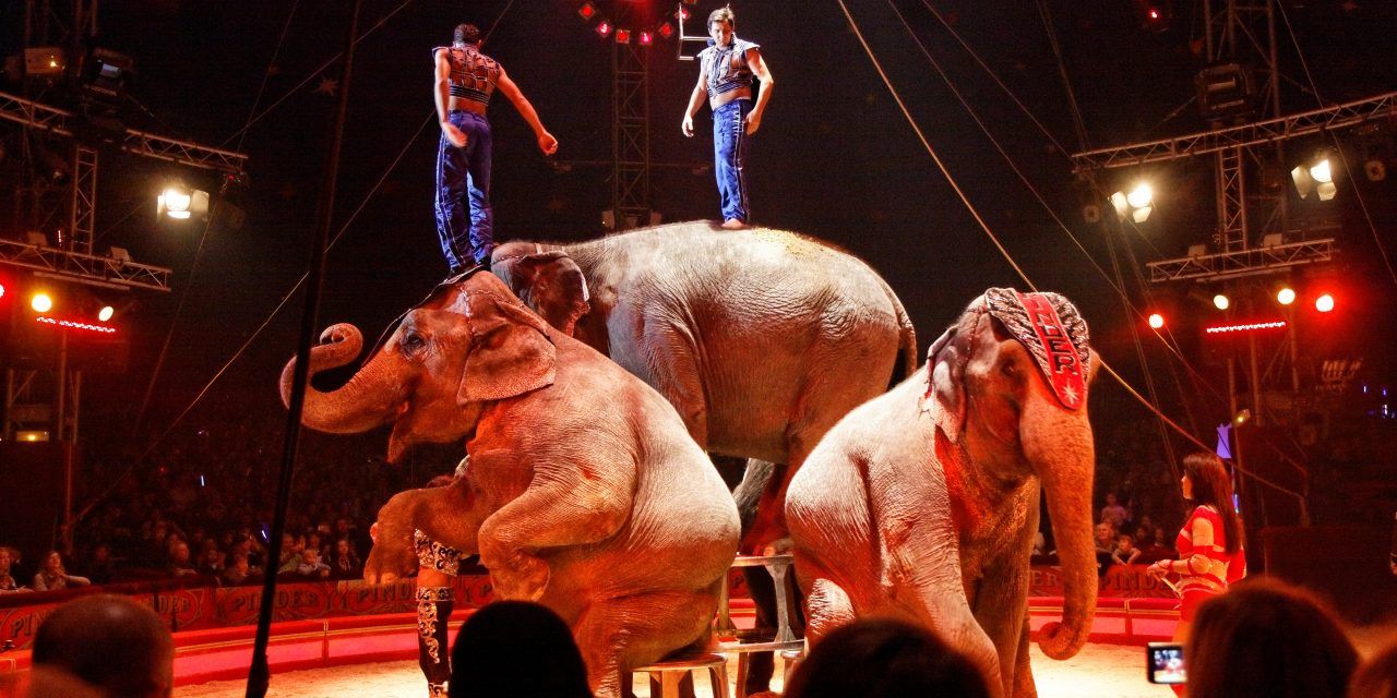 elephants performing circus