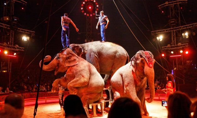 Elephant Dies when Circus Truck Crashes in Spain