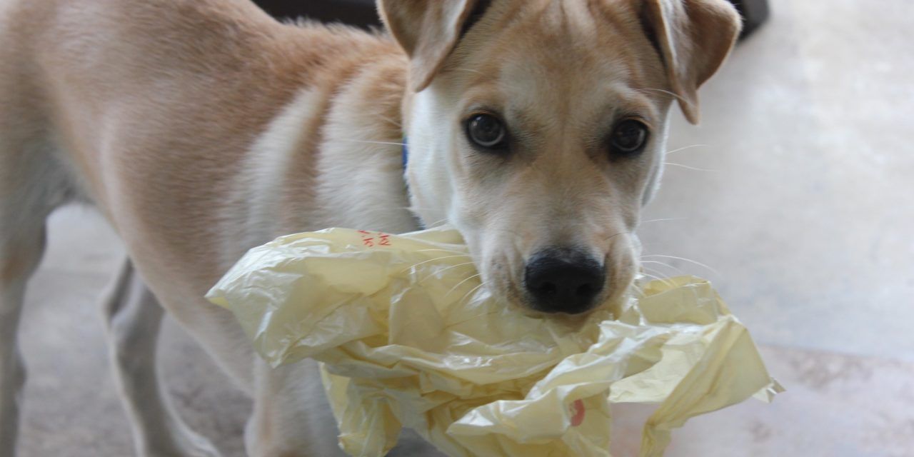 dog with food bag