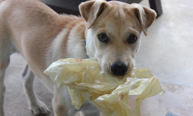Dog Dies of Suffocation in Potato Chip Bag – Is Your Pet At Risk?