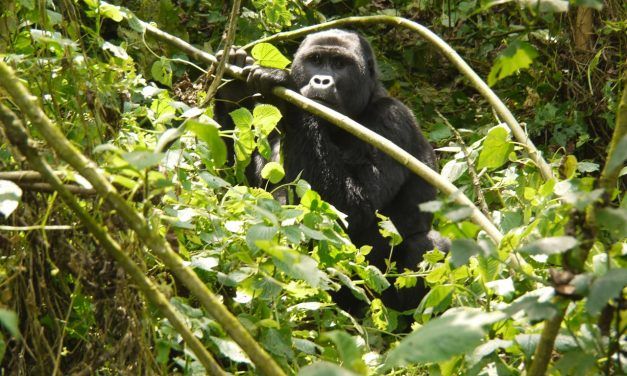 Smart Mountain Gorillas Have Learned How to Dismantle Poachers’ Traps