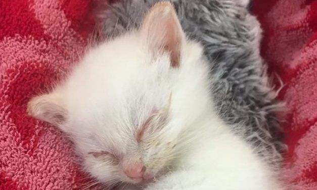 Sick Kitten Thrown from Car Window Finds a Loving Home, Stars in a Storybook