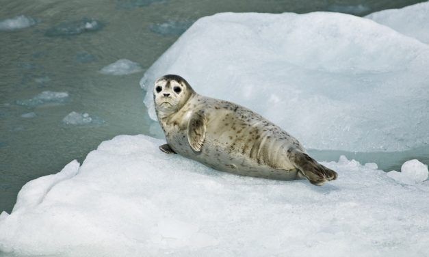 India Bans Seal Skins, Just Days Before Canada Starts the Bloody Annual Hunt