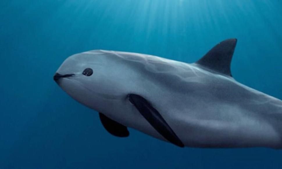 Only 12 Vaquita Porpoises Are Left in the Entire World