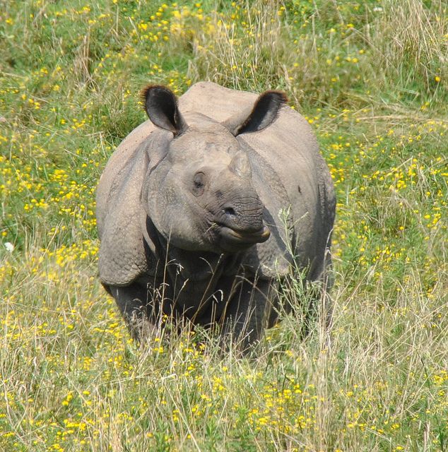 Greater one-horned rhino