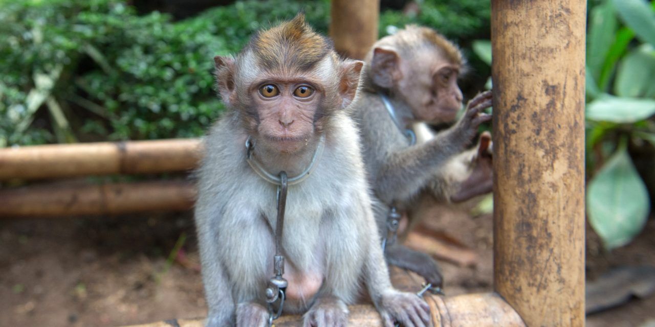 chained monkey