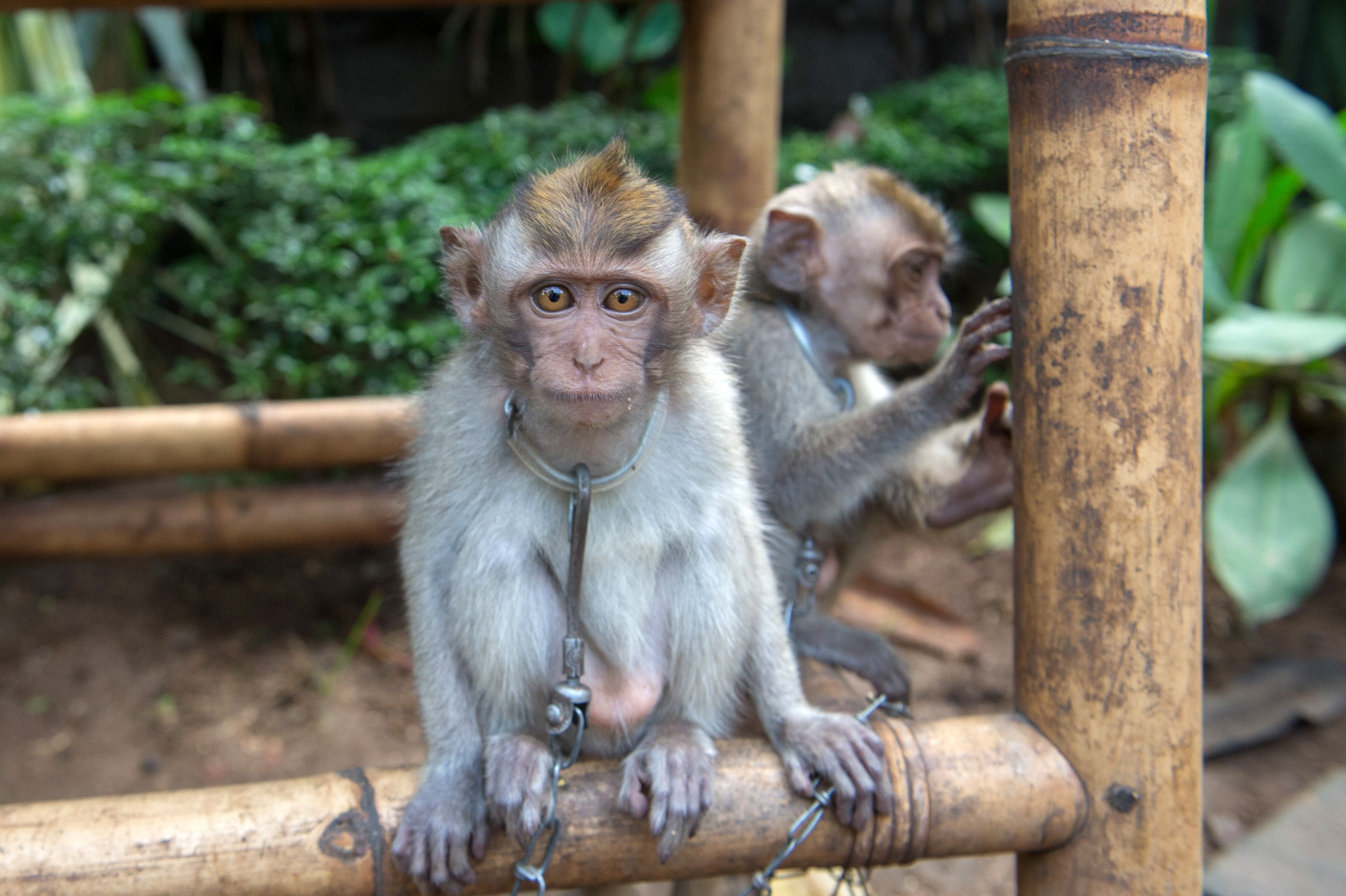 chained monkey