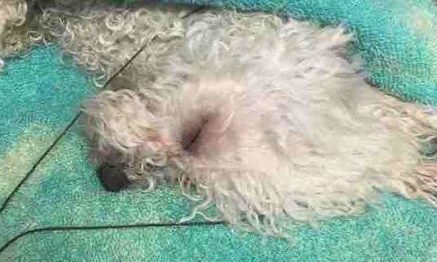 SIGN: Justice for Miniature Poodle Viciously Beaten for ‘Accidents’ Indoors