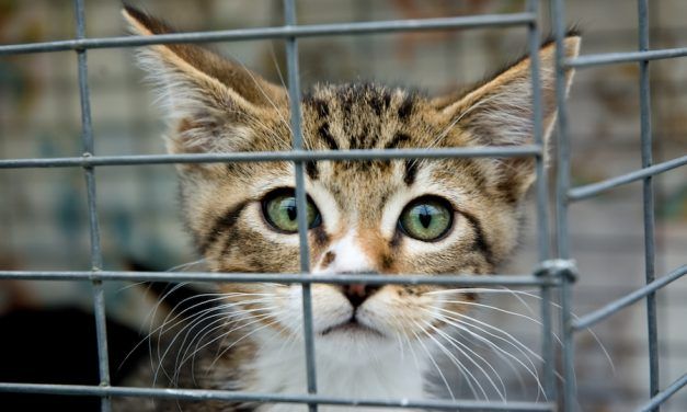 SIGN: Pass the KITTEN Act to Ban Cruel USDA Experiments on Cats