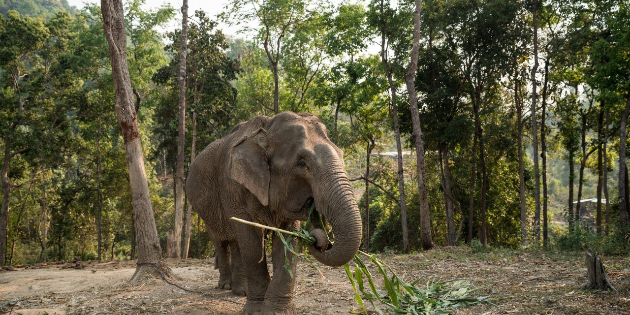 This Elephant Attraction in Thailand is Finally Going Cruelty Free
