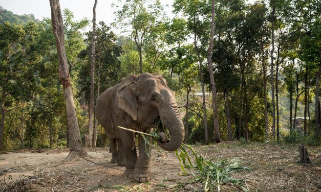 This Elephant Attraction in Thailand is Finally Going Cruelty Free