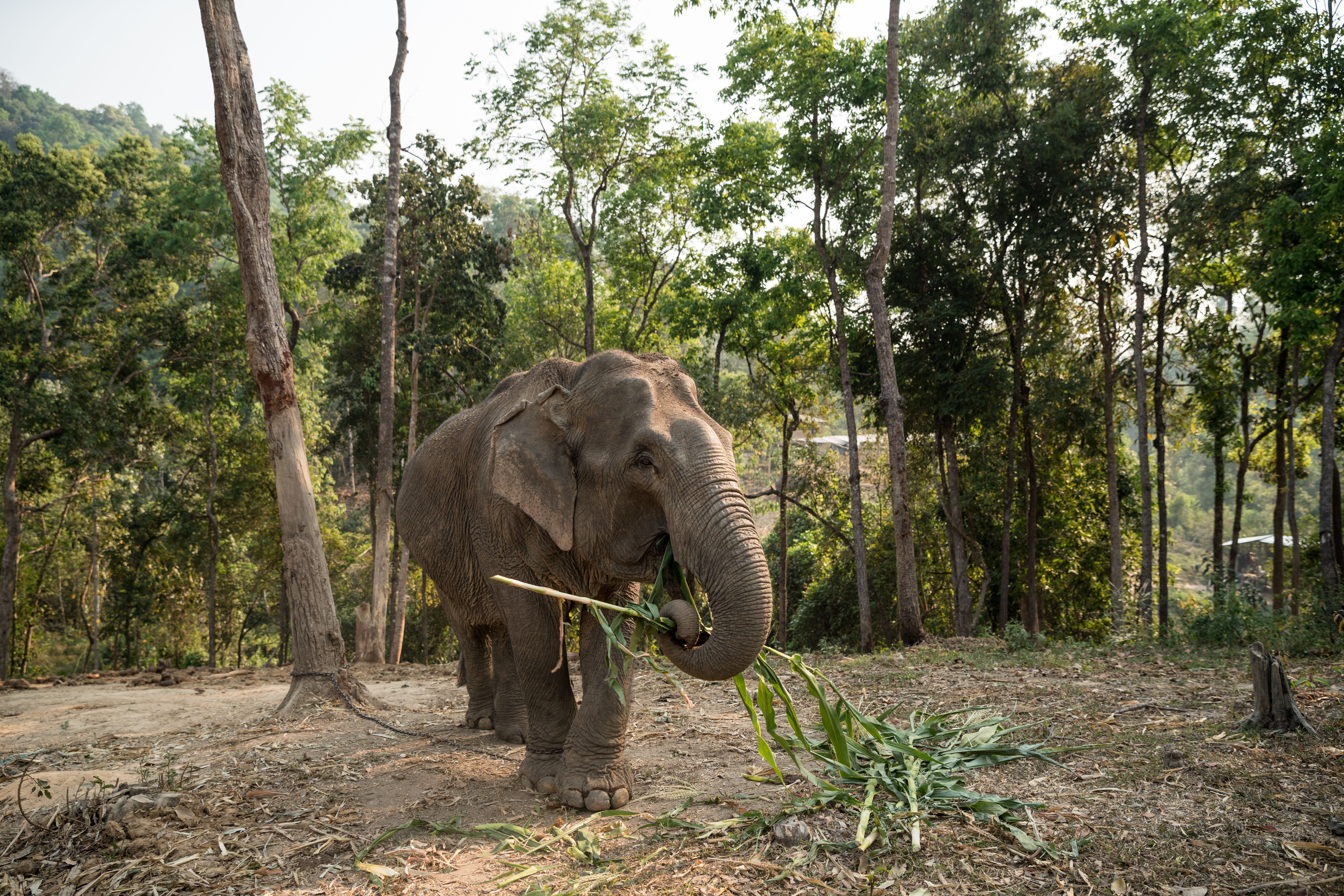 elephant friendly tourism