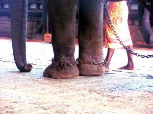 Captive elephants mistreated in Kerala, India