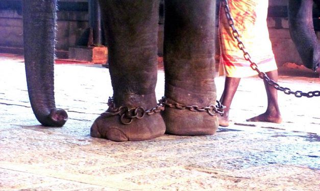 This Indian State is Cracking Down on Cruelty to Captive Elephants