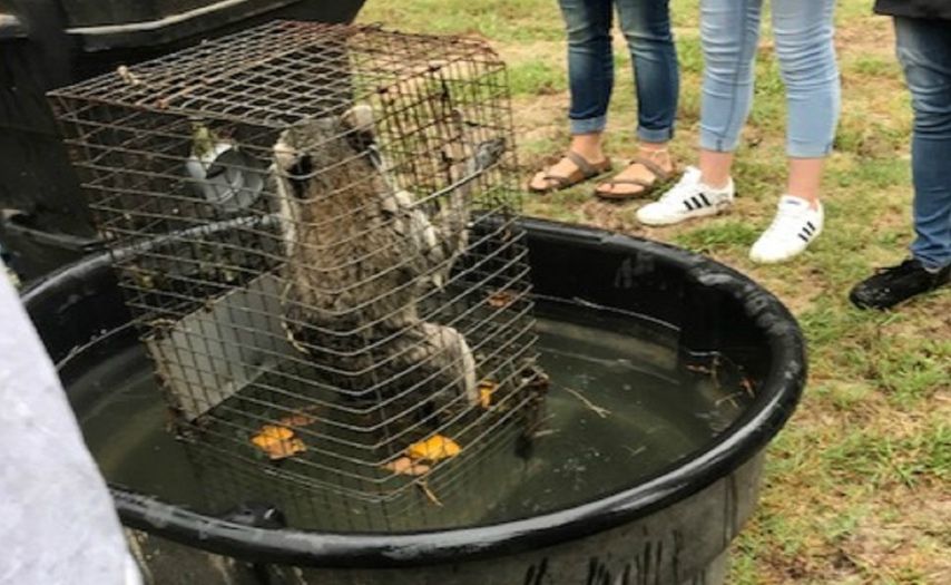 SIGN: Prosecute Teacher who Made Students Drown Two Raccoons and a Possum in Class