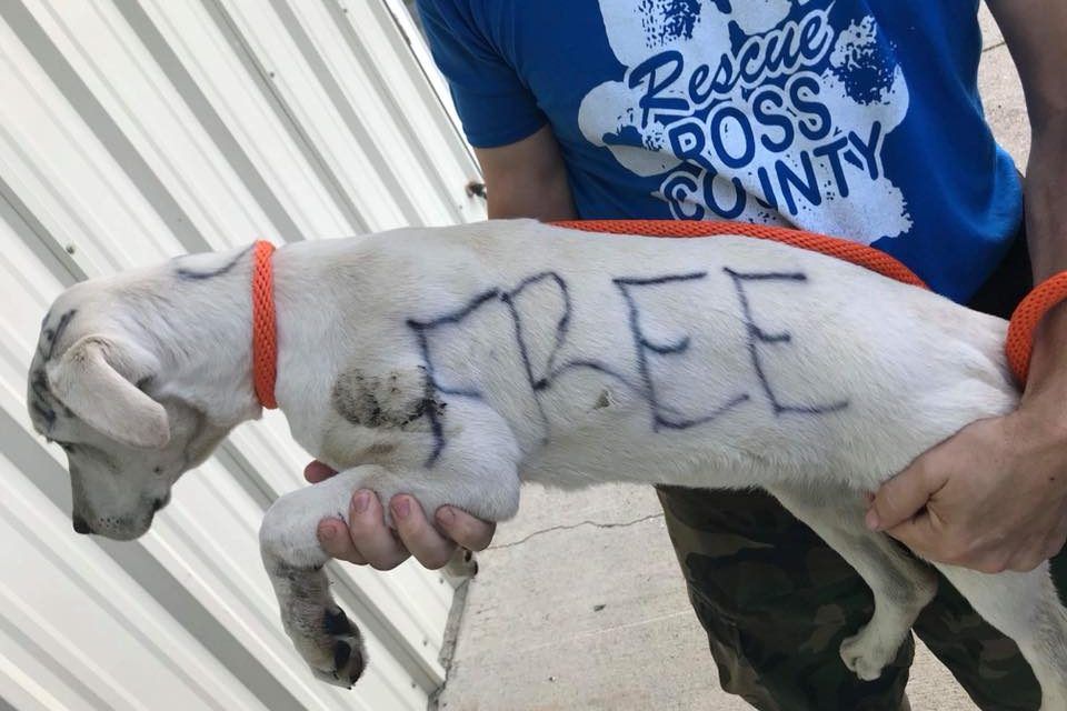 Puppy Abandoned in Park with “Free” and “Good Home” Written on Her in Marker