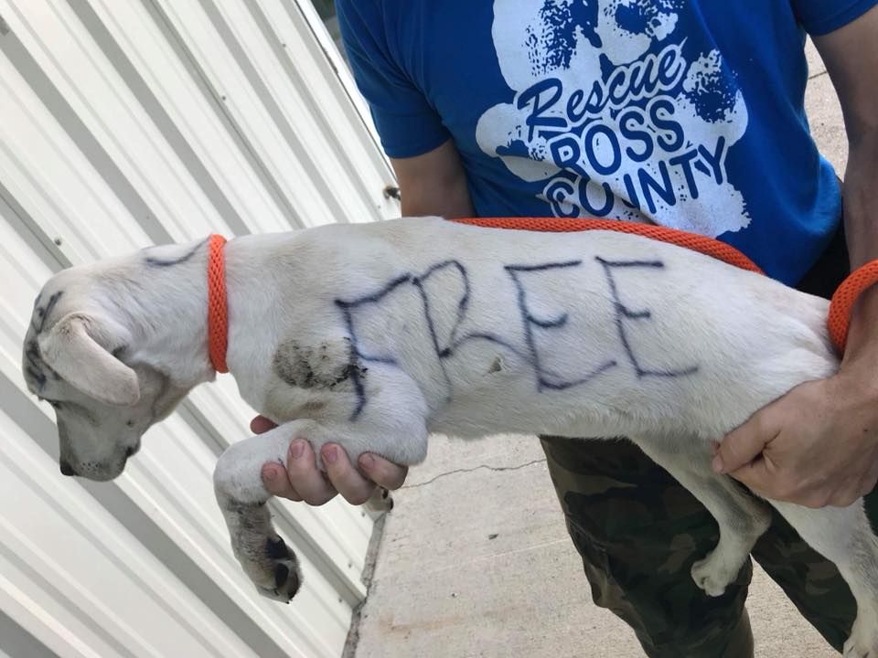 Someone wrote "free" on this puppy before abandoning him.