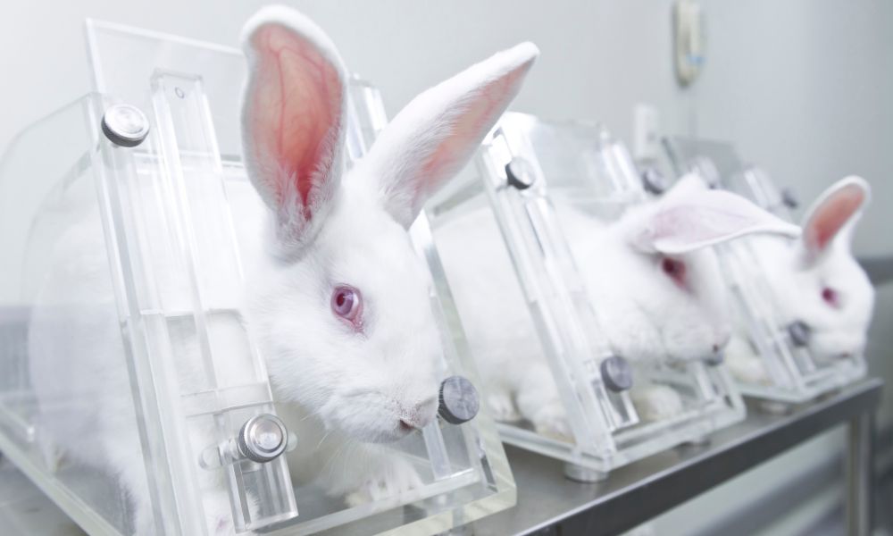 Rabbits in restraints in a lab