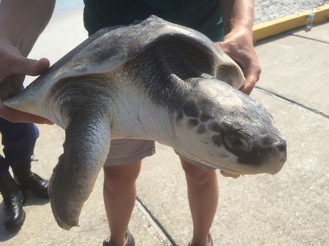 Rescued Sea Turtle off the coast of North Carolina