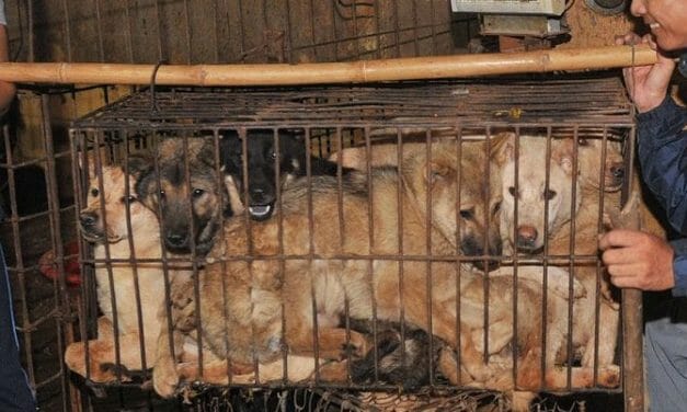 SIGN: Stop the Yulin Dog Meat Festival in 2020