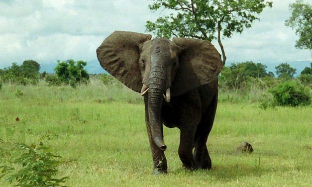 Nearly Extinct, Elephants in Chad Make Amazing Comeback