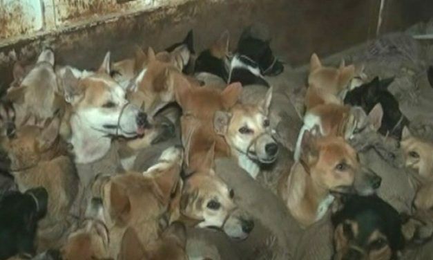 SIGN: Justice for 60 Dogs Kidnapped by Cruel Dog Meat Traders