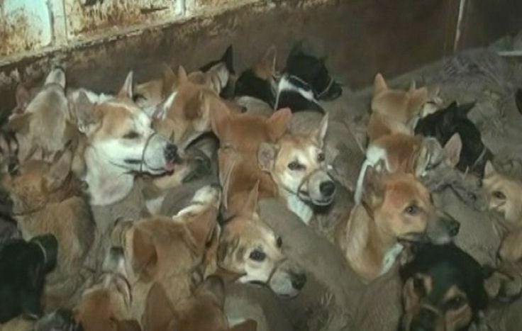 dogs tied up by dog meat smugglers