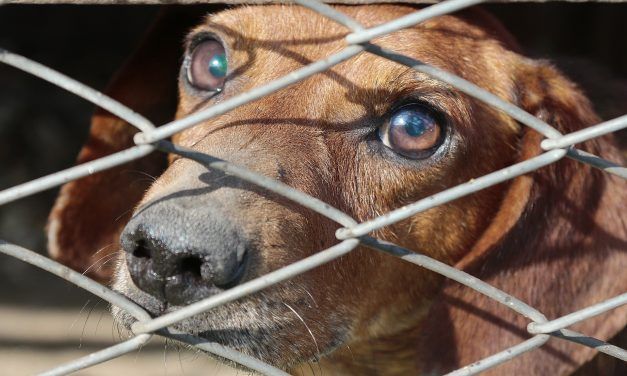 Dogfighter who Chained and Starved 100 Dogs Found Guilty on 214 Animal Cruelty Counts