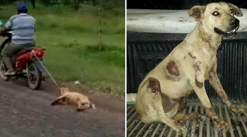SIGN: Justice for Puppy Tied to Motorbike and Dragged Down the Street