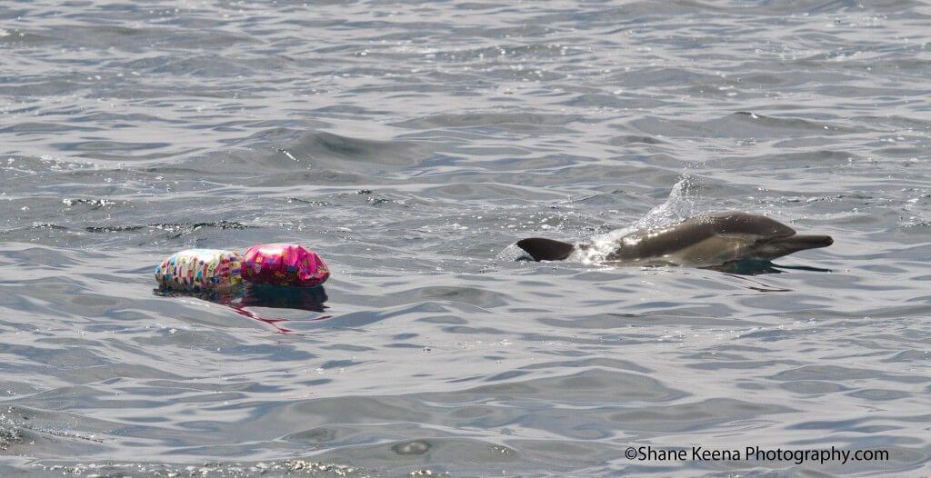 Dolphin swimming next to balloons.