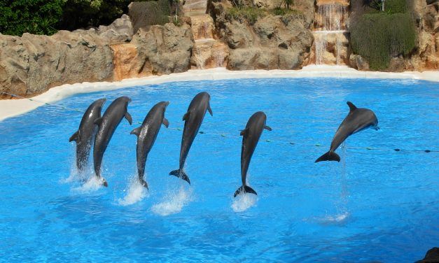 Mexico City Has Just Banned Cruel Dolphin Captivity